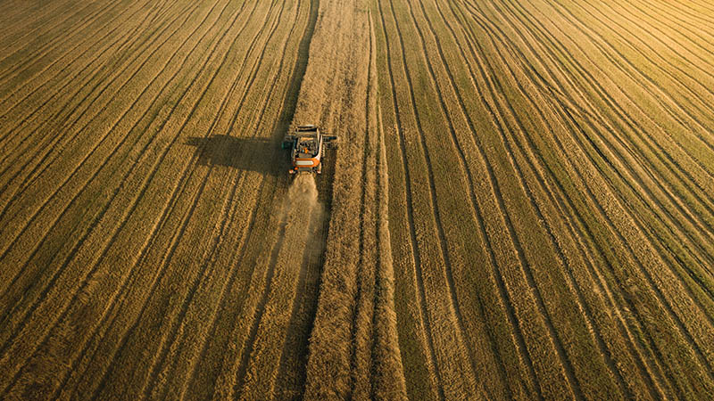 Tractor mowing wheat in a wheat field