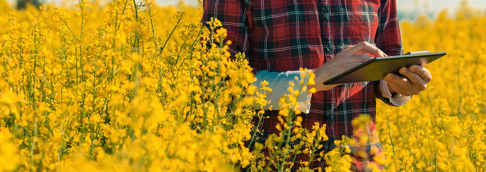 Farmer in a field looking at tax planning for farmers on a tablet