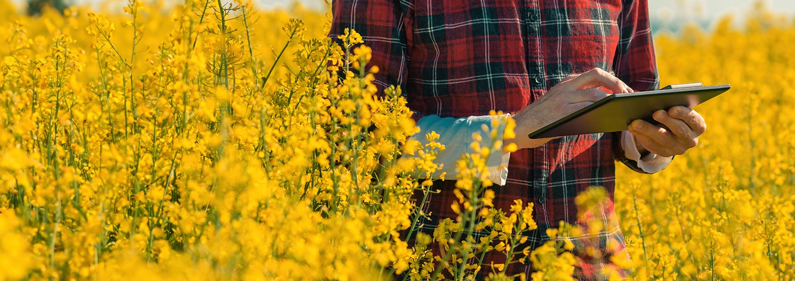 Agriculteur dans un champ regardant la planification fiscale pour les agriculteurs sur une tablette