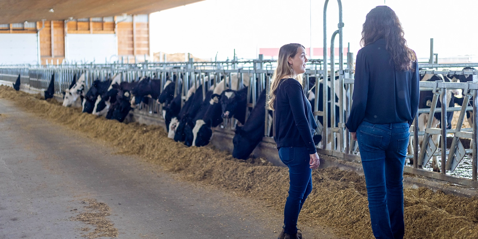Two people stand in a dairy barn beside a row of black-and-white cows feeding from a long trough filled with hay.