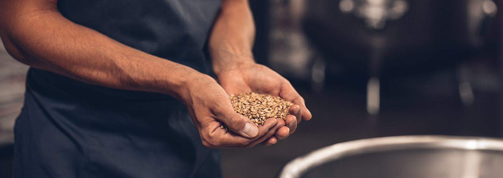 Close up shot of hands of master brewer with barley seeds. Employee examining the barley at brewery factory.