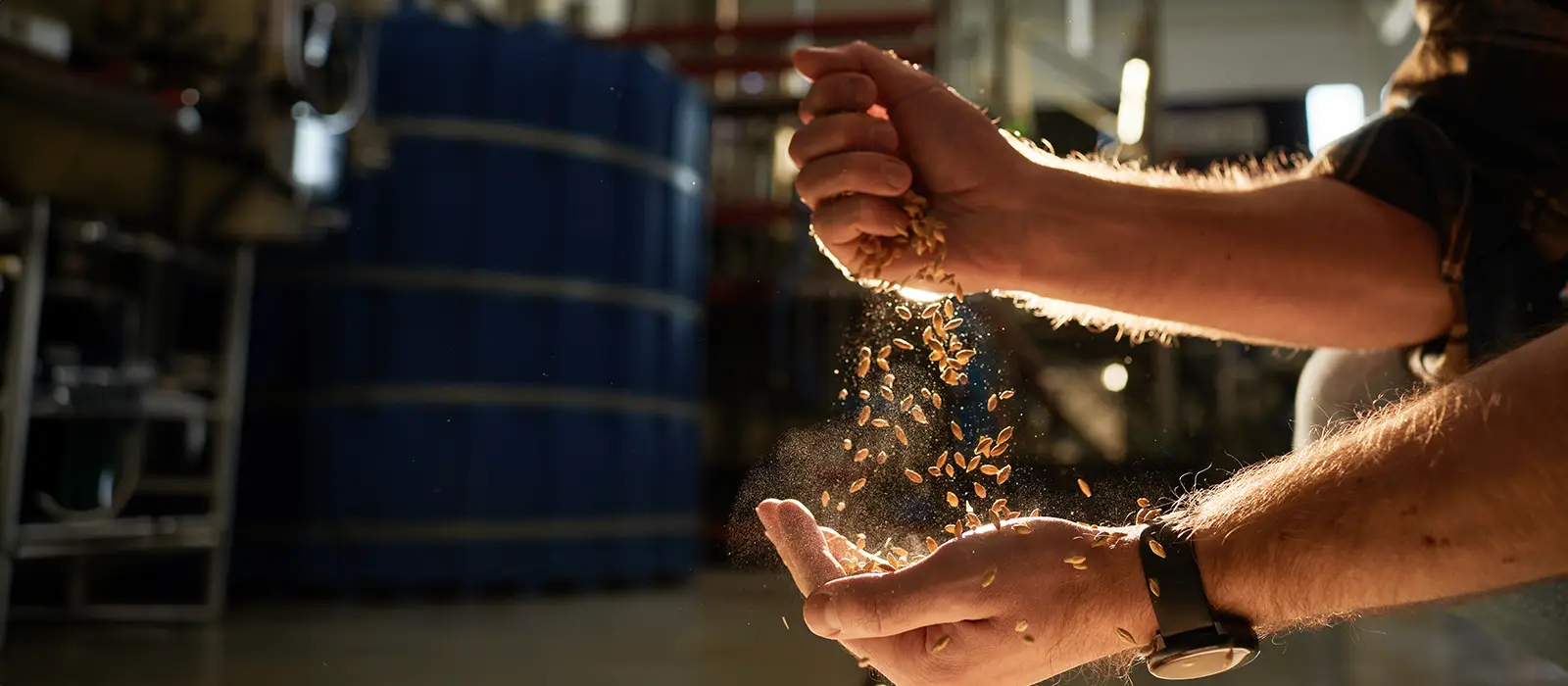 Hands pouring wheat crops in golden sunlight with brewery workshop in background