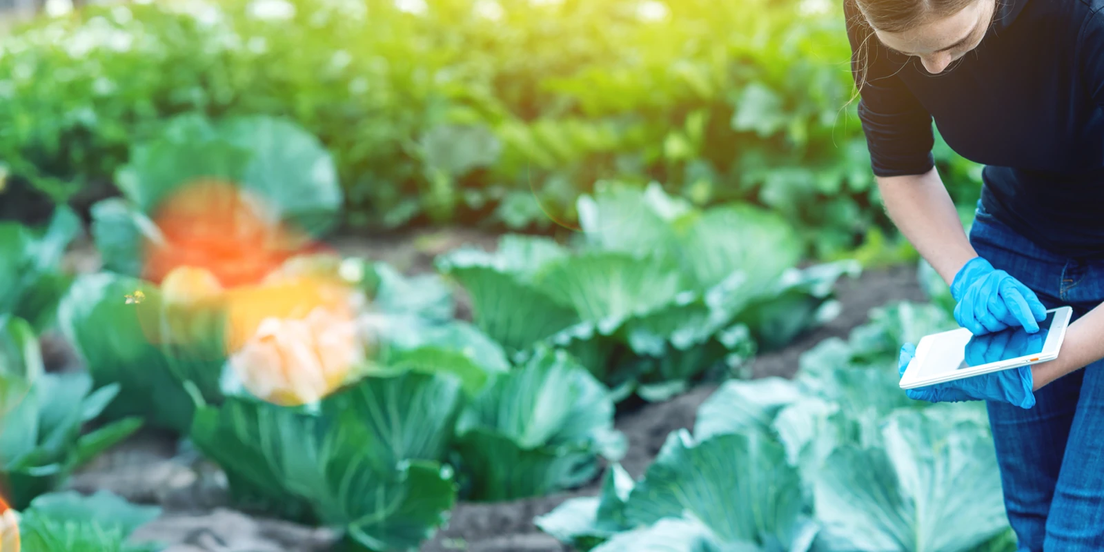 Agronomist working in crops holding a tablet
