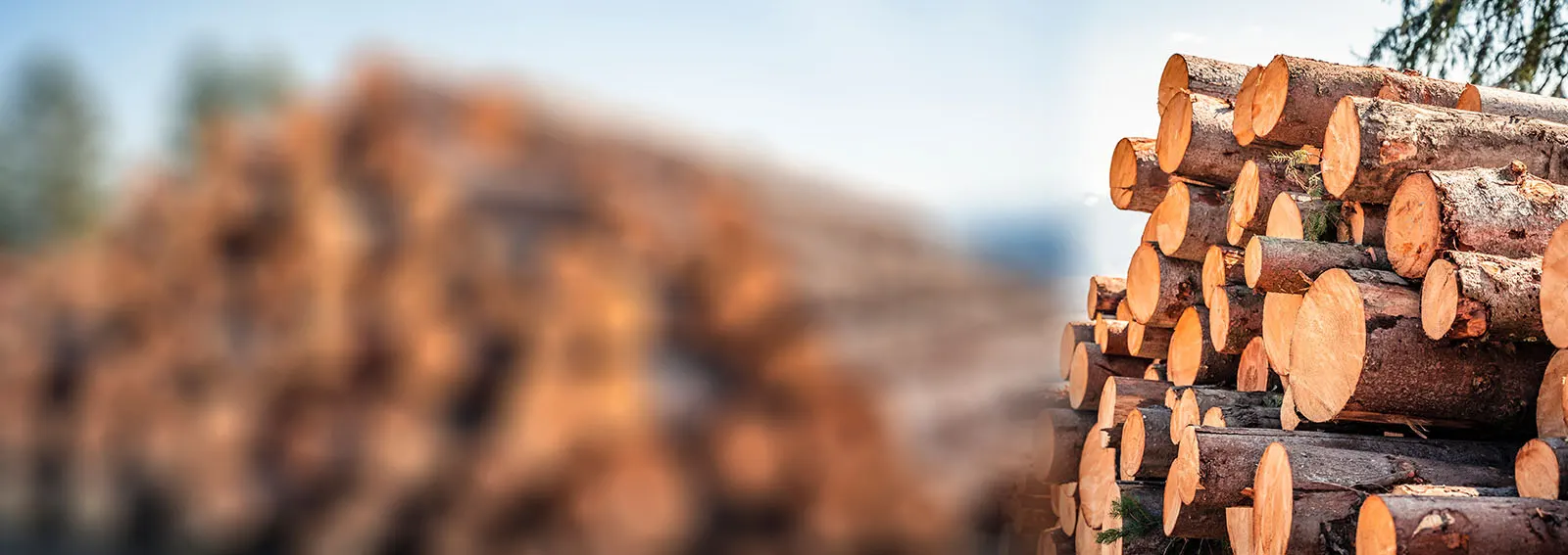 Logging timber from the forestry industry