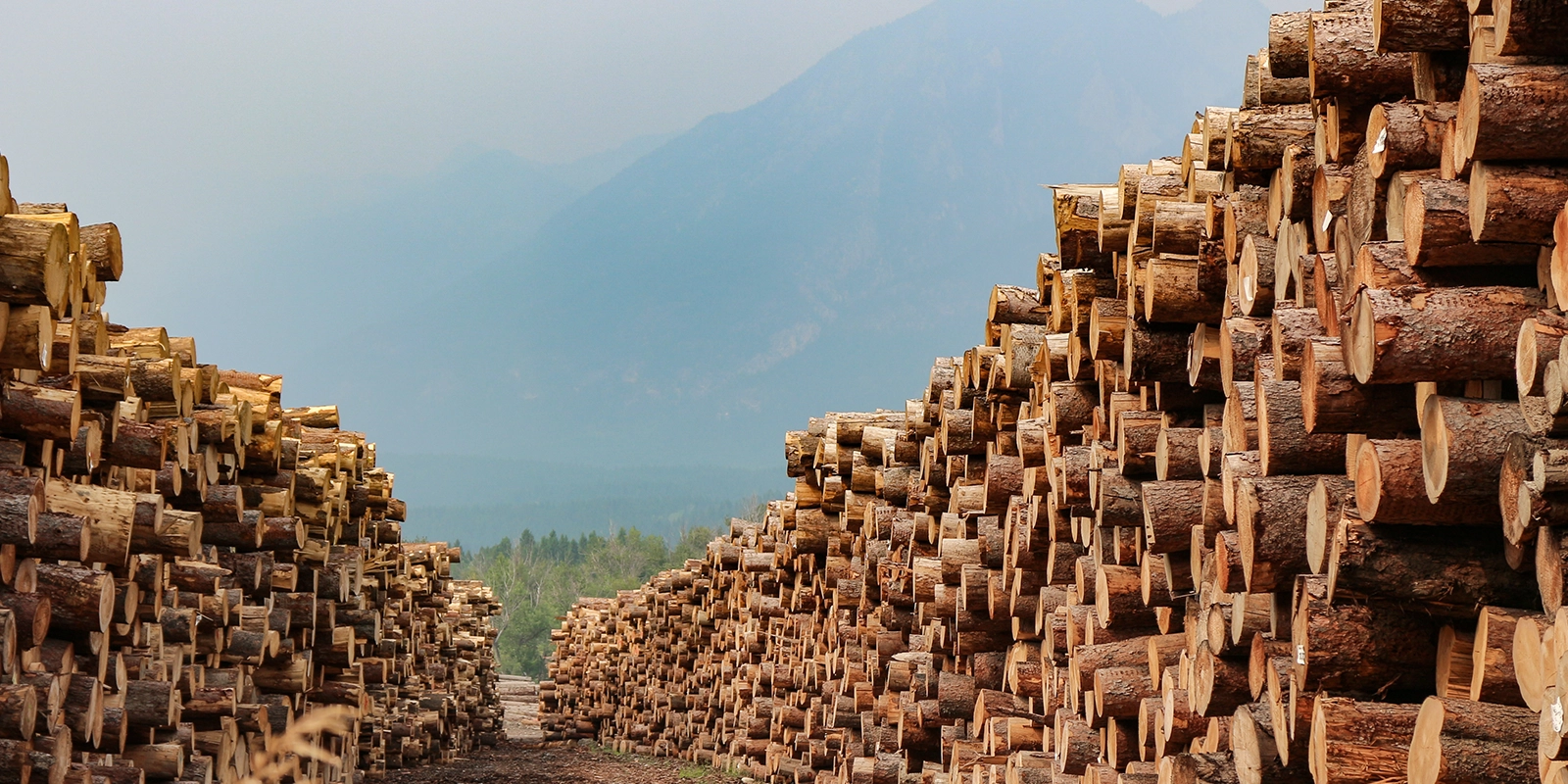 Rows of logs piled in lumber mill in the mountains