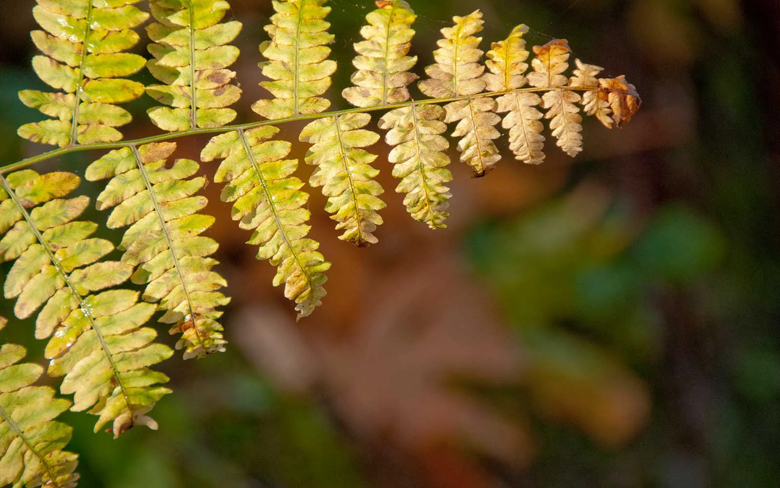 Fern leaf with a blurred background