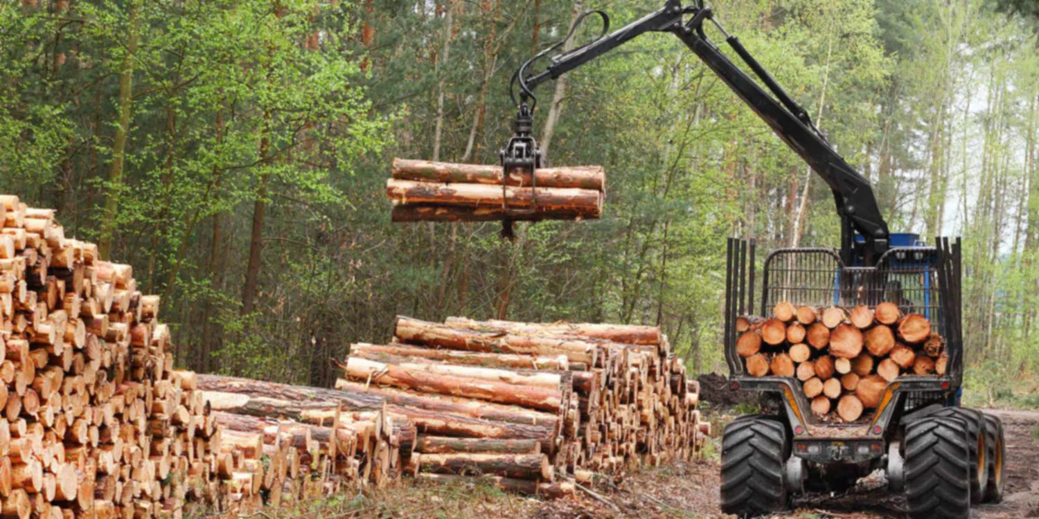 Stacks of logs at a forest logging site 