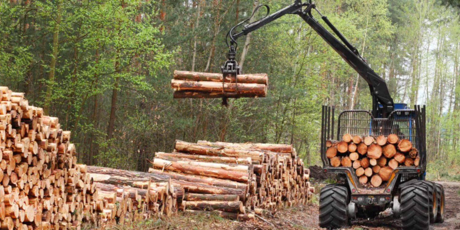 Piles de grumes sur un site d'exploitation forestière