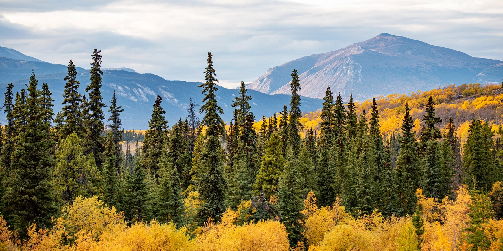 Orange and yellow fall trees in northern British Columbia wtih mountains in the background