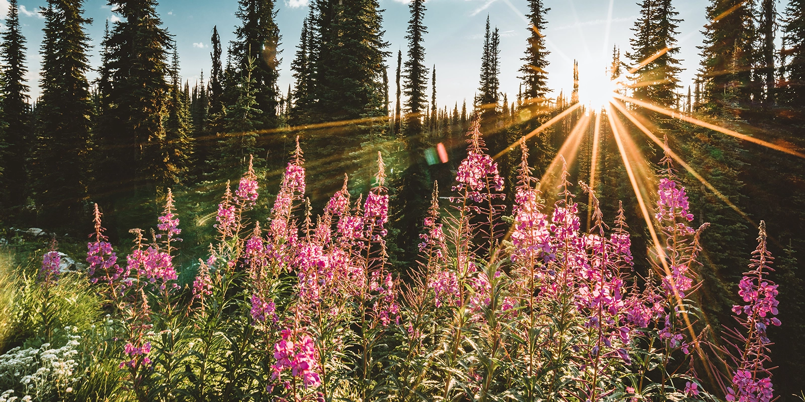 pink flowers infront of a forest with sun flare shining through the trees