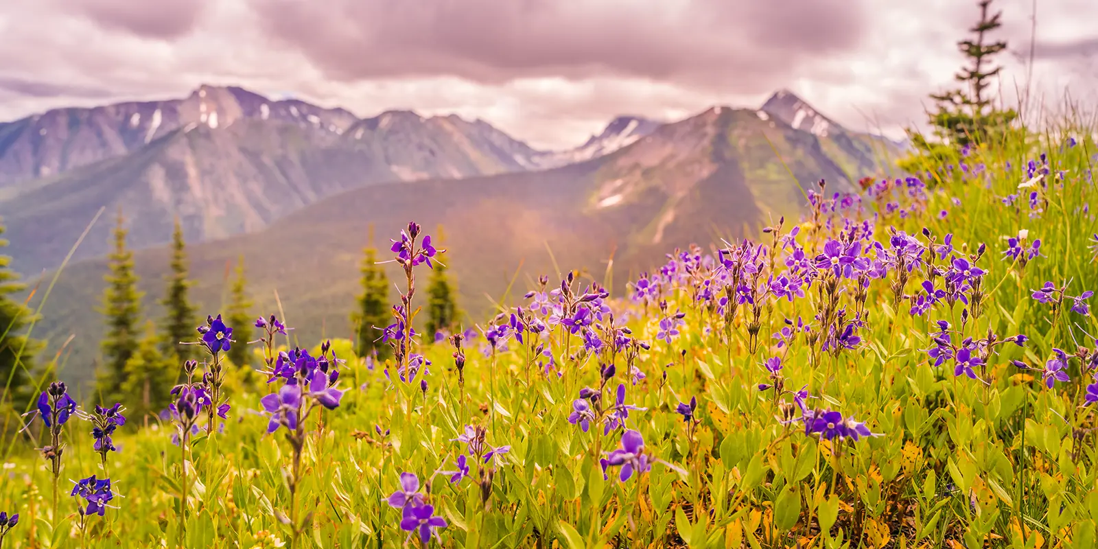 purple flowers with mountain backgrounds in manning park BC