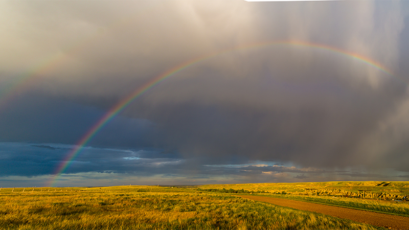 Yellow flower fields under a rainbow and cloudy sky