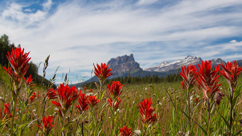 Wildflowers in a field with mountains in the distance