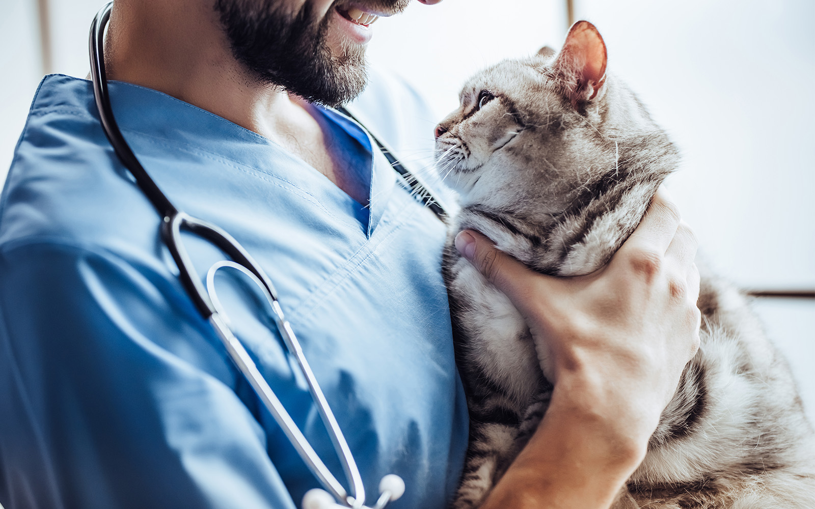 Male veterinarian with stethoscope is holding cute grey cat