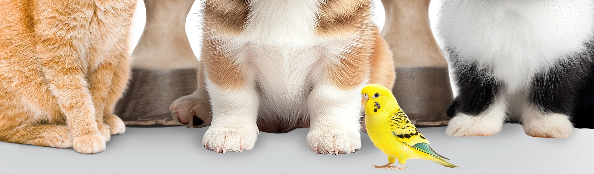 collage of pet feet on a white background