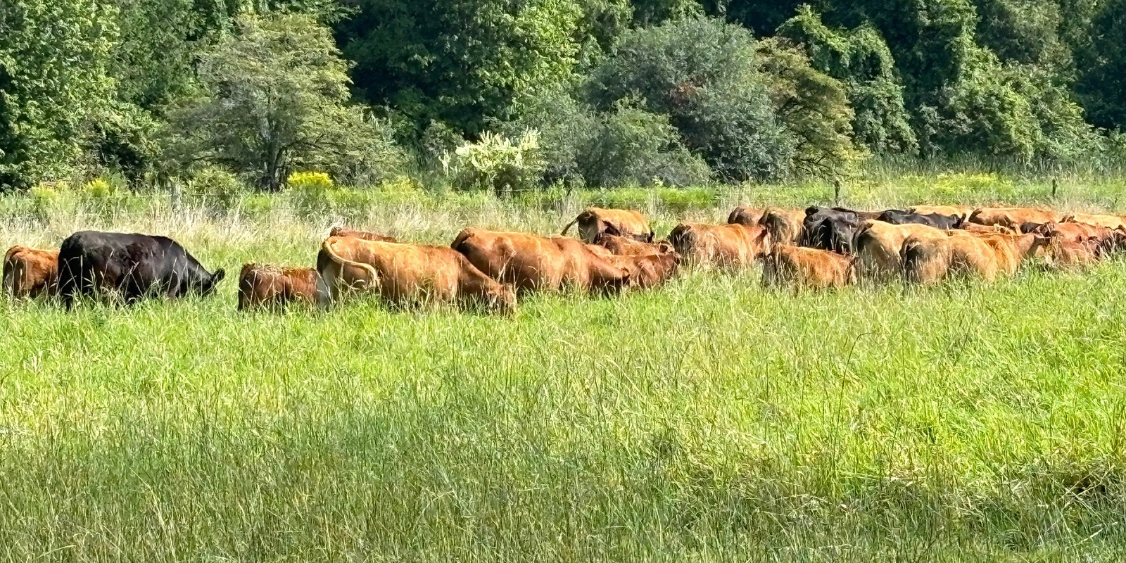 herd of cattle in a field of long grass with trees in the background