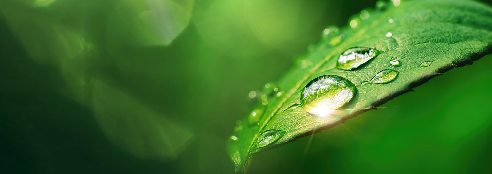 rosée du matin sur une feuille