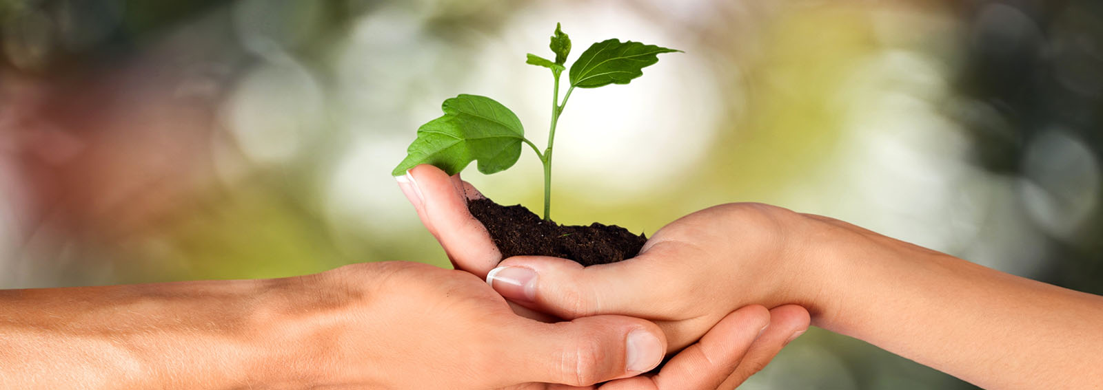 deux mains qui tiennent une plante