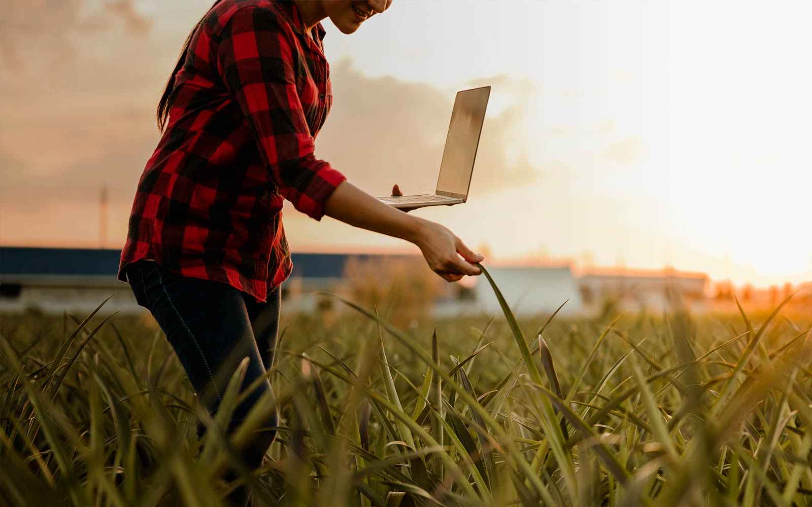 femme qui apporte son ordinateur sur le champs de la ferme