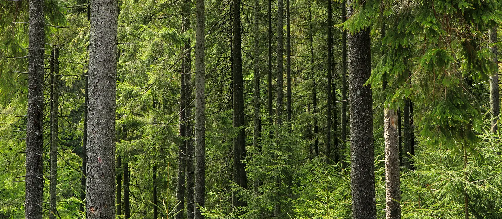 Man trees in a forest