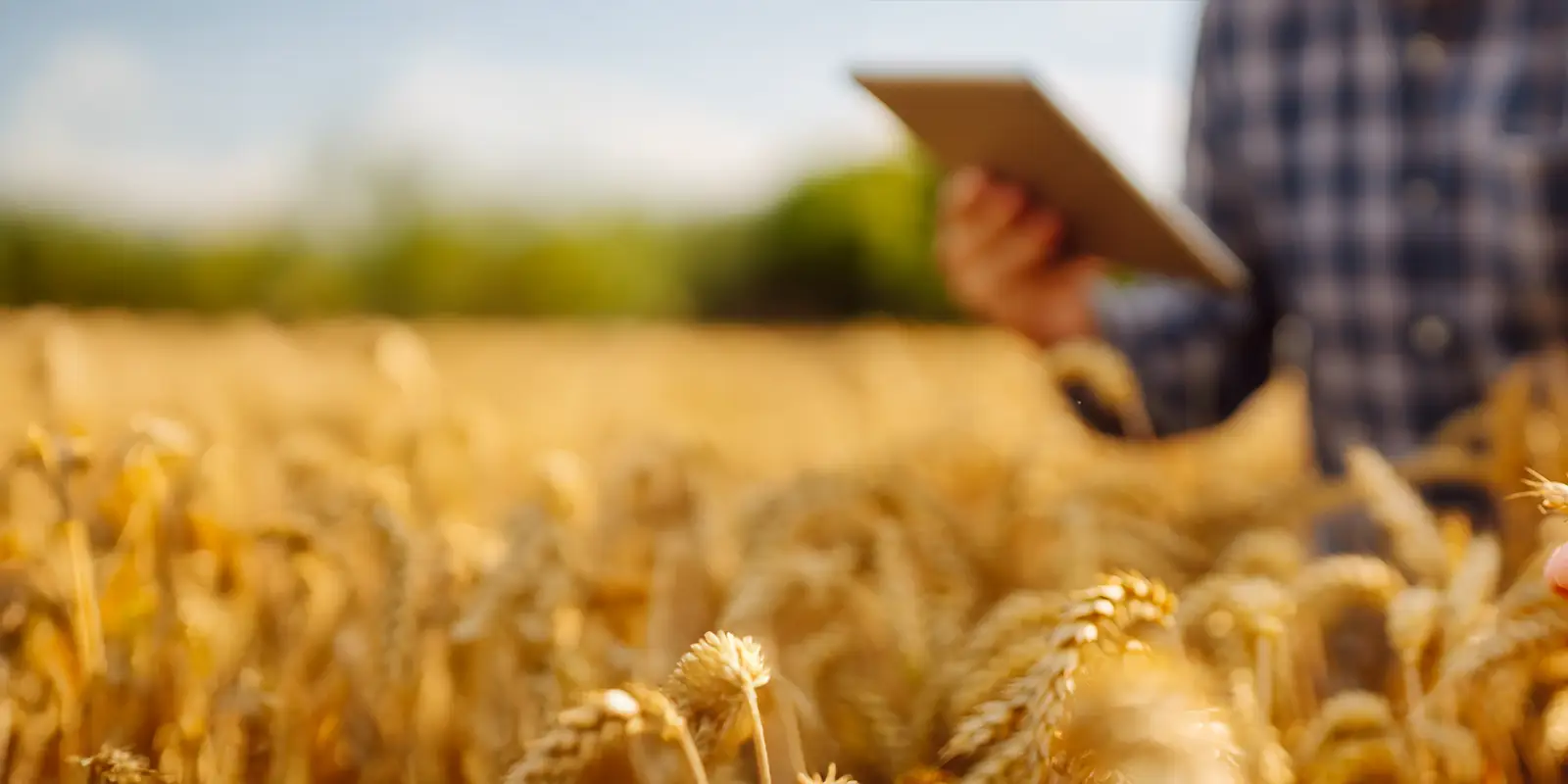 Person with tablet in wheat field