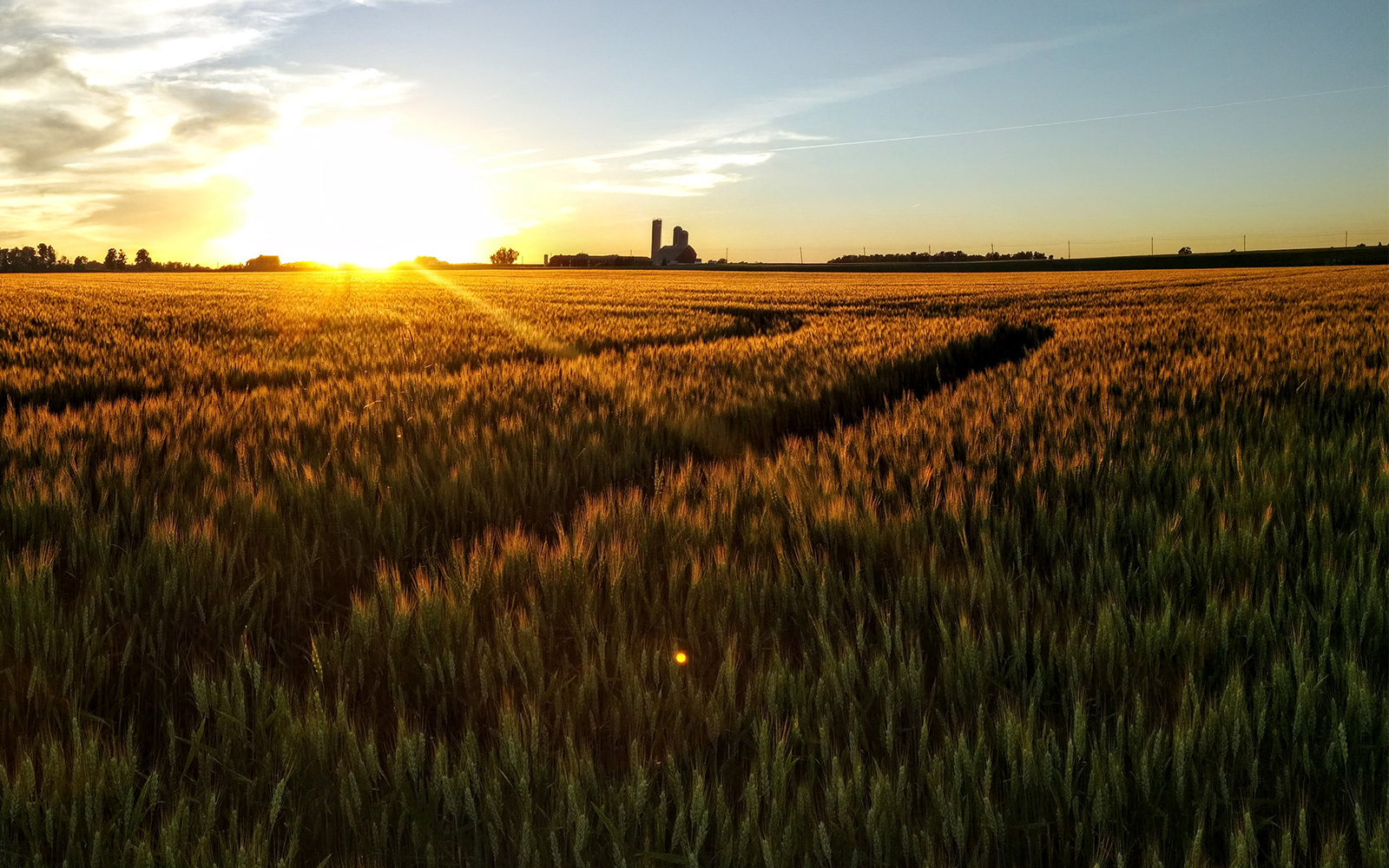 Coucher du soleil à travers un champs