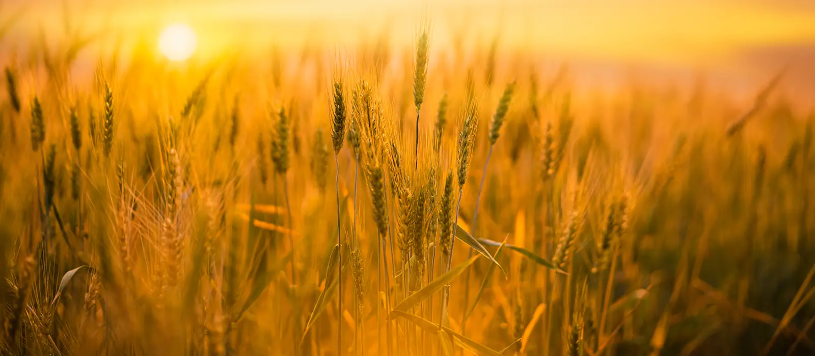 Image of a wheat field at sunset 