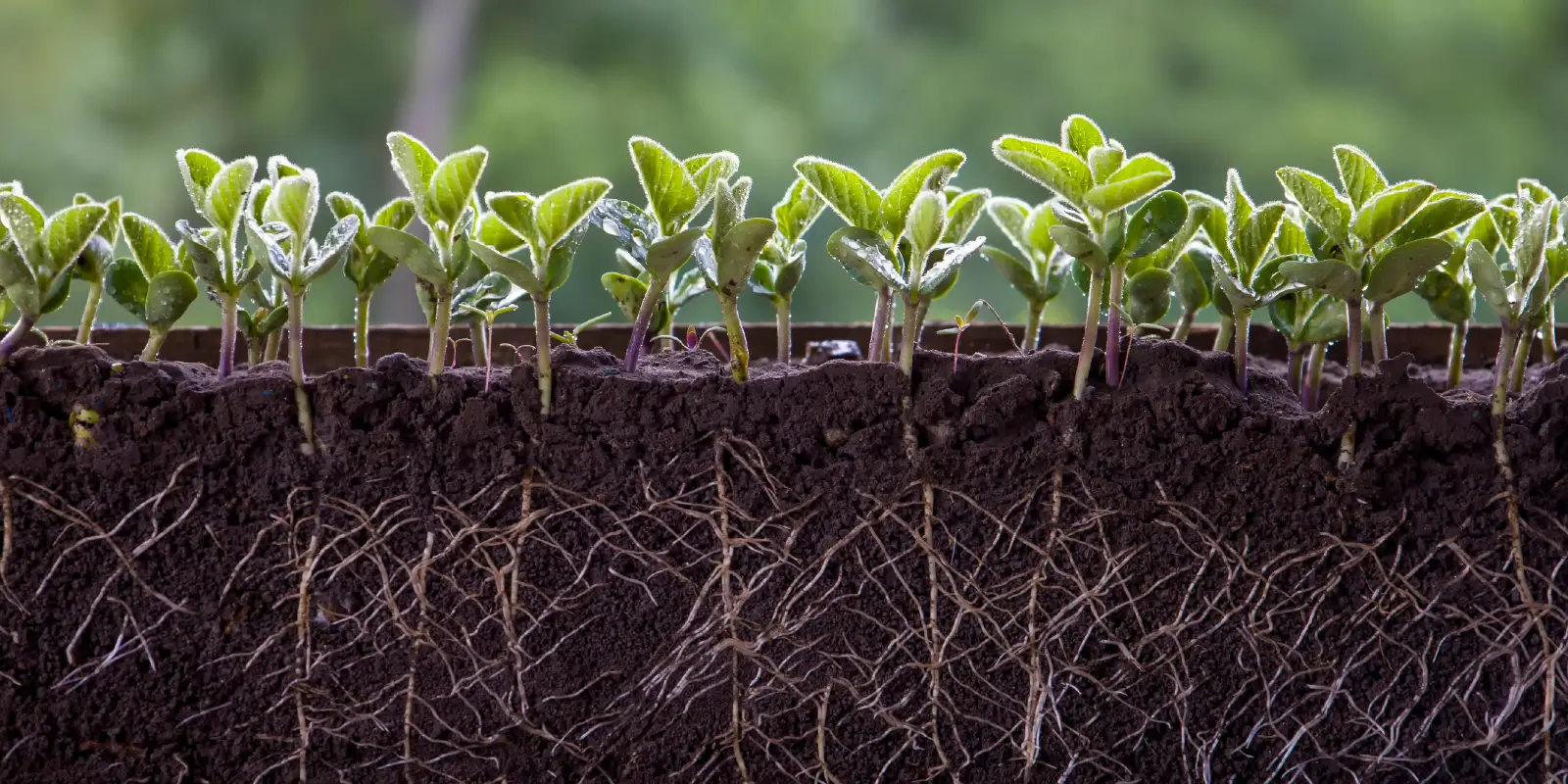 Plants with visible roots in soil cross-section.