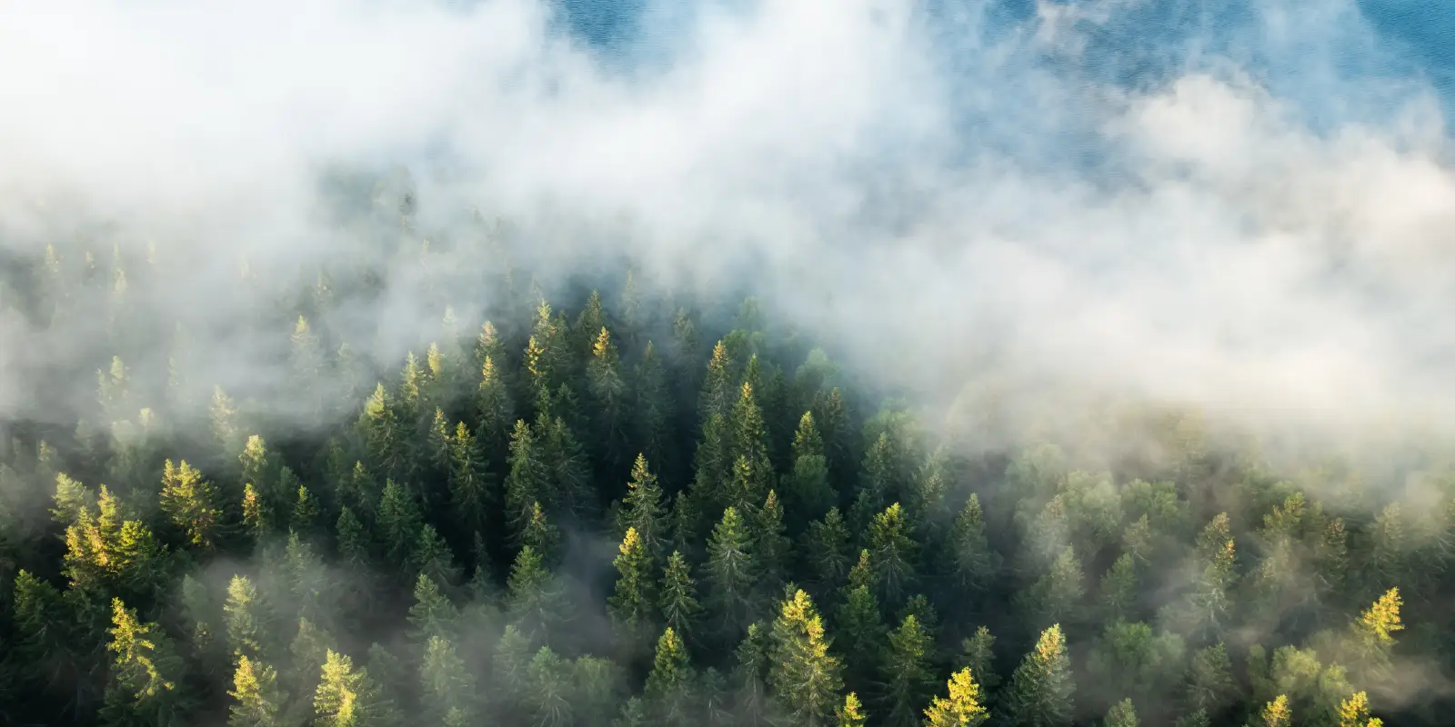 Misty forest with sunlit evergreen treetops.