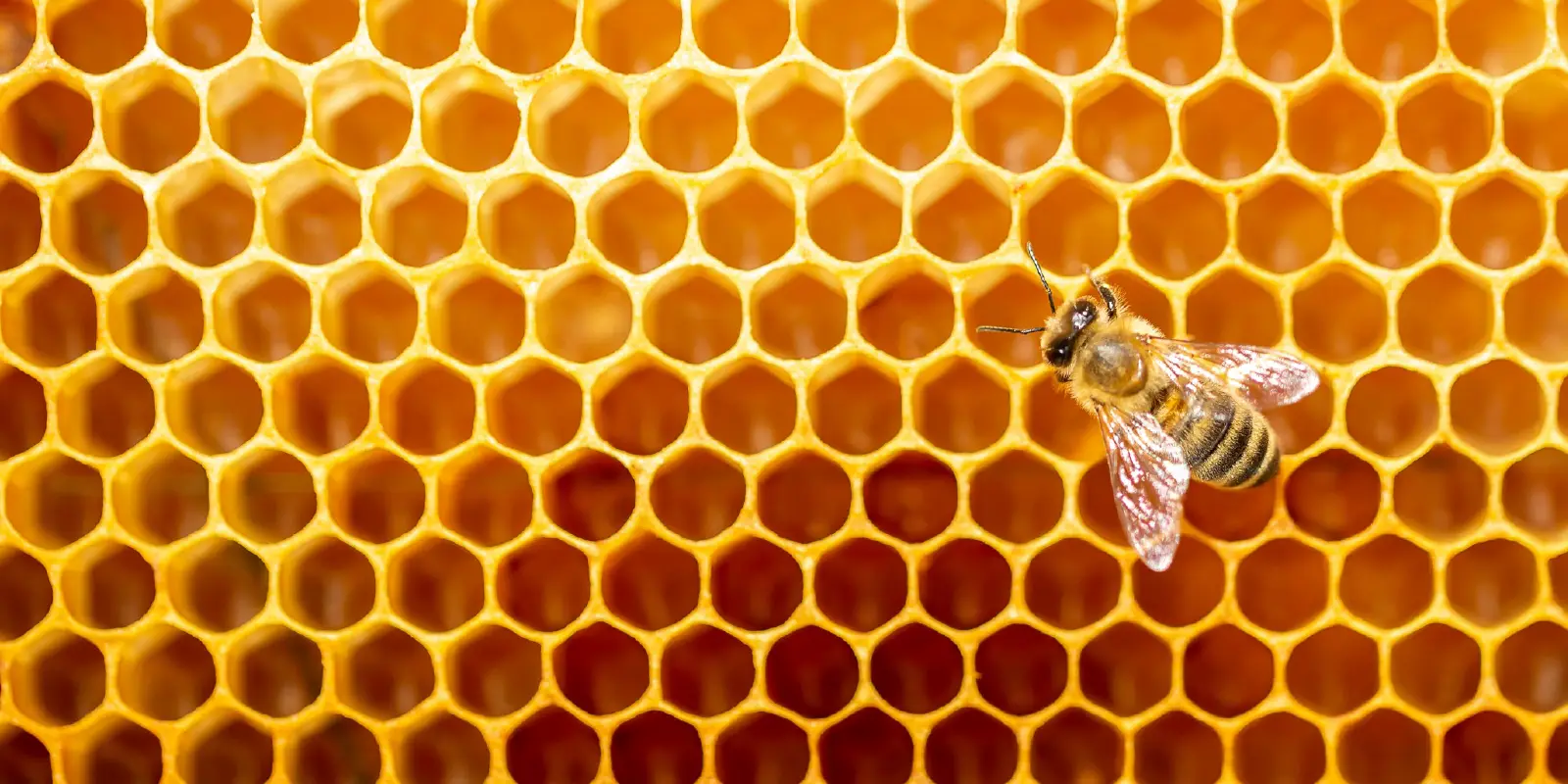 Close-up of honeycomb with a bee.