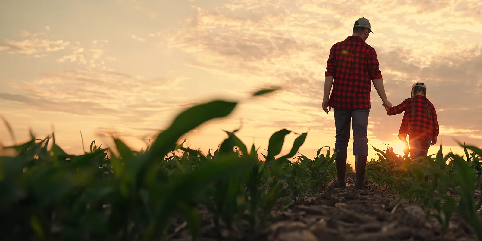 father and daughter walking through a farm field at sunset