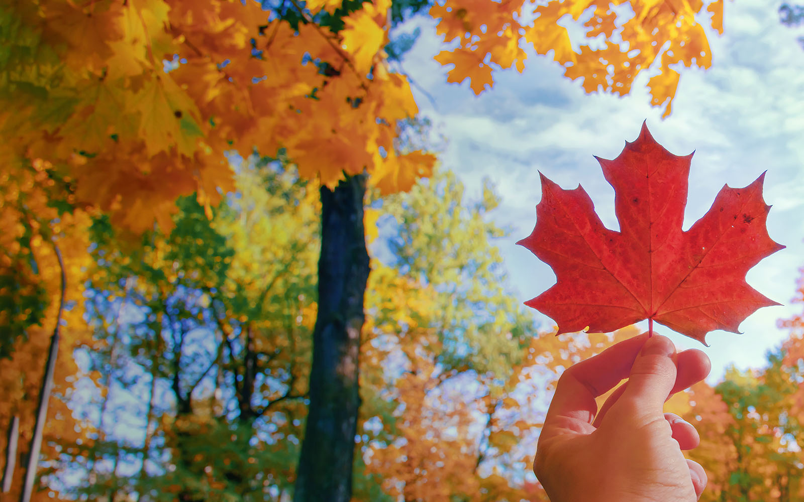 hand holding maple leaf in autumn