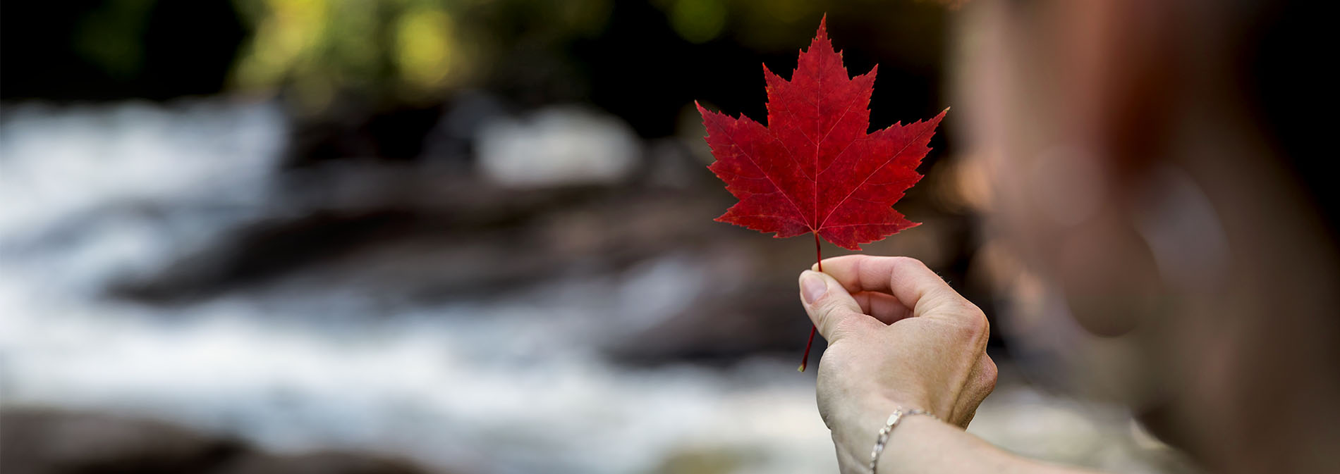 Main de femme tenant une feuille d'érable