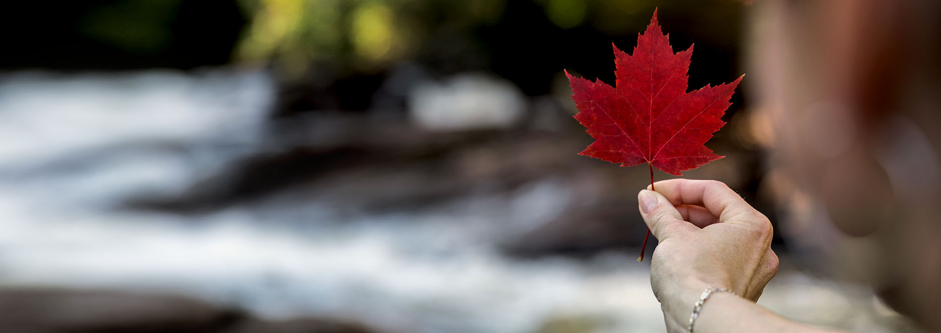 hand holding a maple leaf