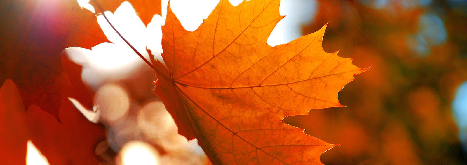 red and yellow maple leaf shining in the sun