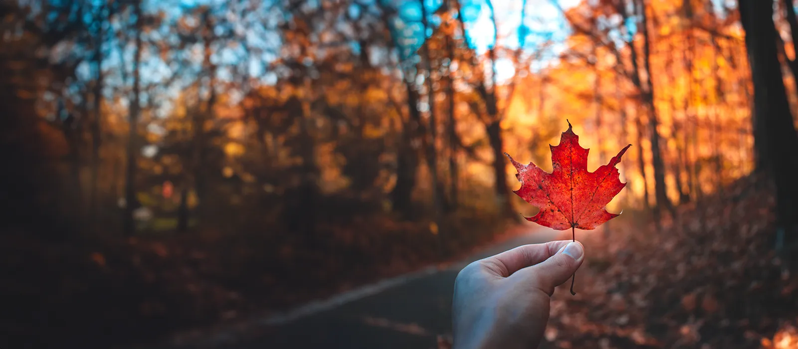 A person holding a red maple leaf against a backdrop of a lush forest.