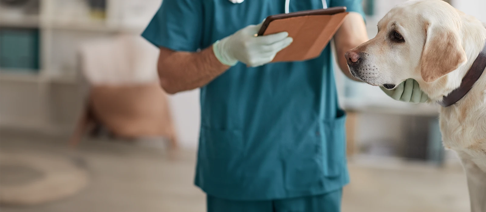 veterinarian examining white Labrador dog at vet clinic