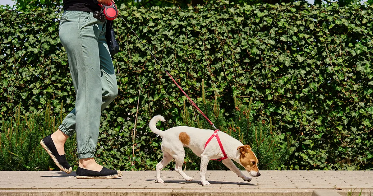 Dog pulling leash while walking on sunny day