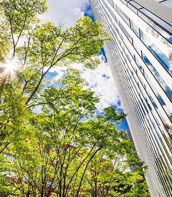 Sun, trees, downtown building